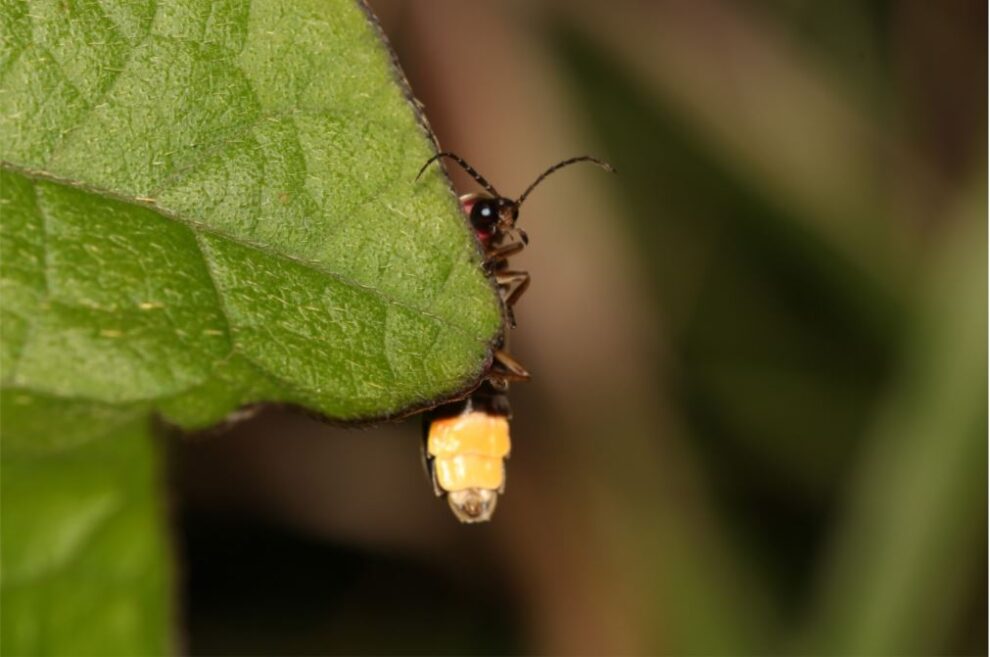 Luciérnaga photinus signaticollis.