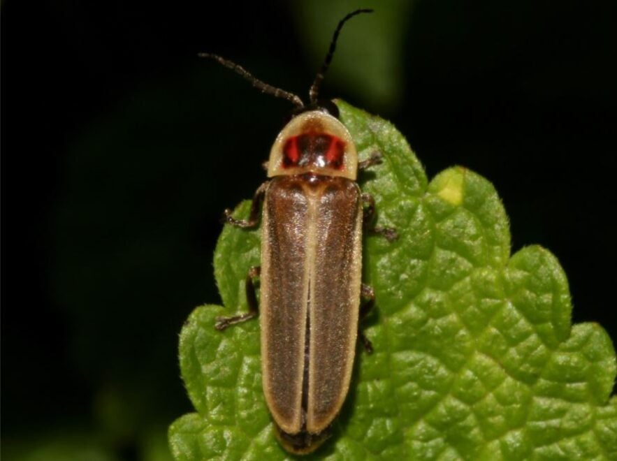 Luciérnaga photinus signaticollis.