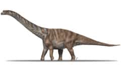 El  dinosaurio gigante de los Pirineos que se perdió en el tiempo y en un almacén