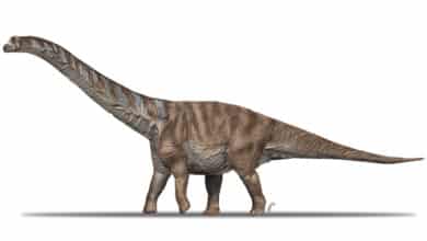 El  dinosaurio gigante de los Pirineos que se perdió en el tiempo y en un almacén