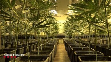 Los mossos intervienen 600 plantaciones y 9 toneladas de marihuana en 2021