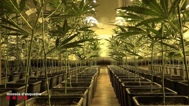 mossos marihuana