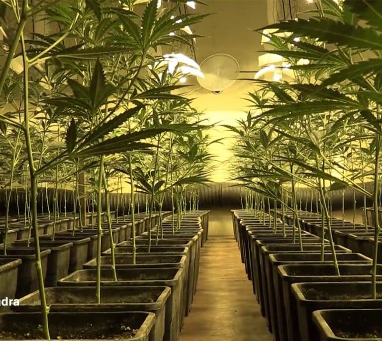 Los mossos intervienen 600 plantaciones y 9 toneladas de marihuana en 2021