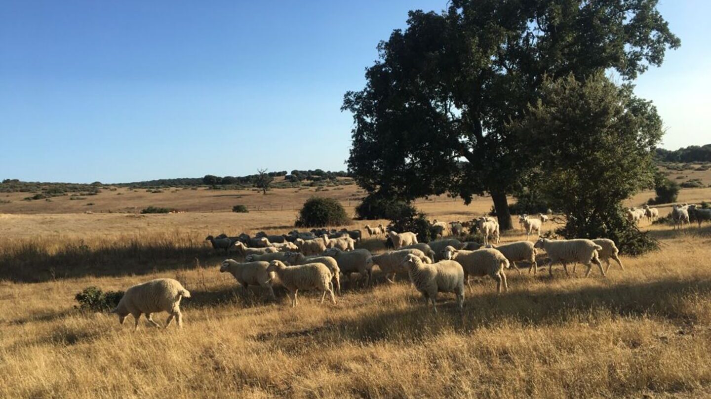 Rebaño de ovejas en el campo en Castilla y León