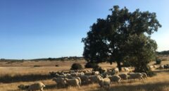El Gobierno excluye a Castilla y León de las ayudas máximas por sequía pese a ser "la comunidad con más pérdidas"