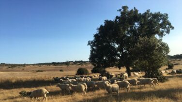 Los cacos del campo: "Llevo con mi explotación cinco años y me han robado cuatro veces"