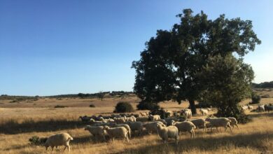 El Gobierno excluye a Castilla y León de las ayudas máximas por sequía pese a ser "la comunidad con más pérdidas"