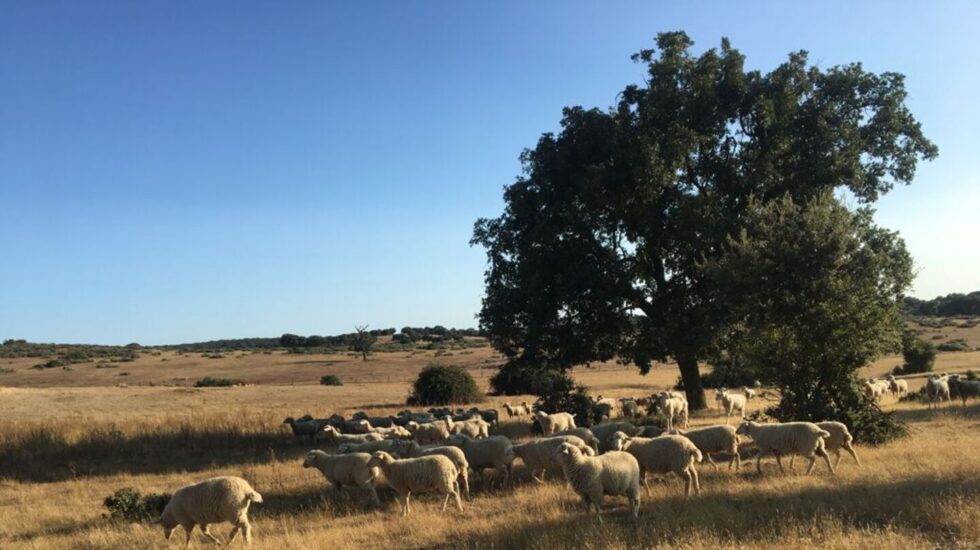 Rebaño de ovejas en el campo en Castilla y León