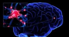 Luz para el enigma del cerebro: el estudio genético más grande de la historia permite entender su estructura