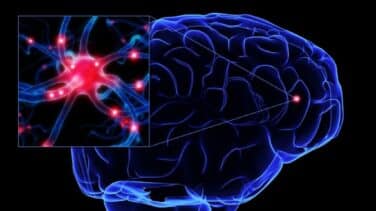 Luz para el enigma del cerebro: el estudio genético más grande de la historia permite entender su estructura