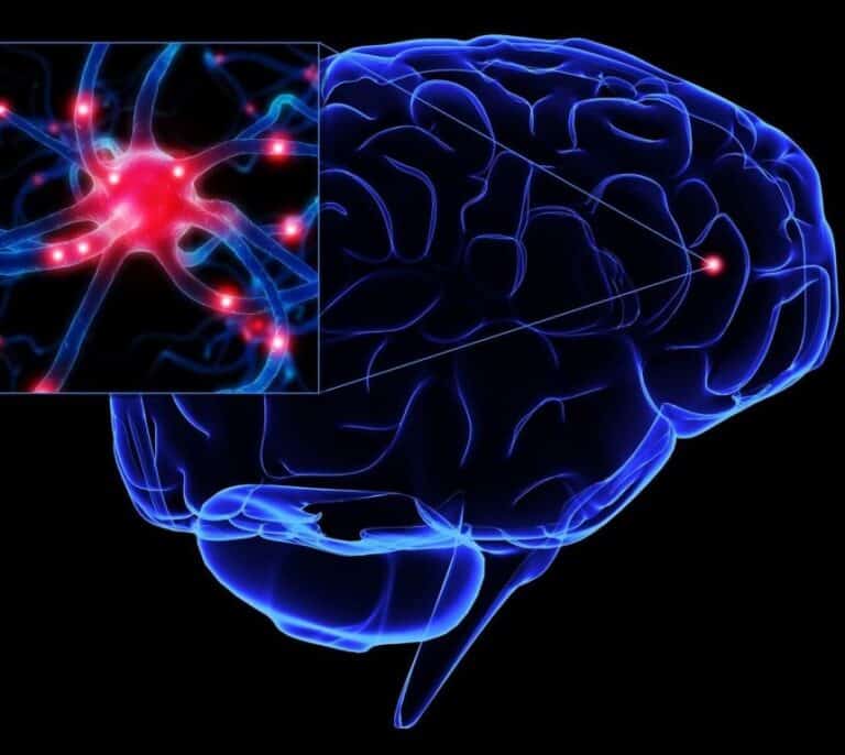 Luz para el enigma del cerebro: el estudio genético más grande de la historia permite entender su estructura
