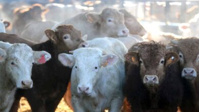 El sector cárnico tiembla: "En 45 días no tendremos cereal para dar de comer a los animales"