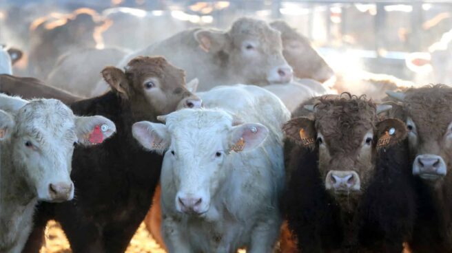 Explotación ganadera de vacas en Menasalbas (Toledo).