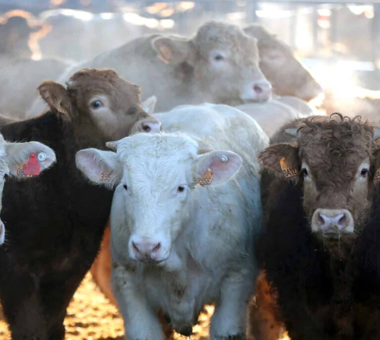 Bruselas aprueba el plan español de 169 millones en ayudas a los productores de leche