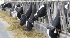 La industria láctea: "El aumento de precios no ha logrado estimular la producción de leche"