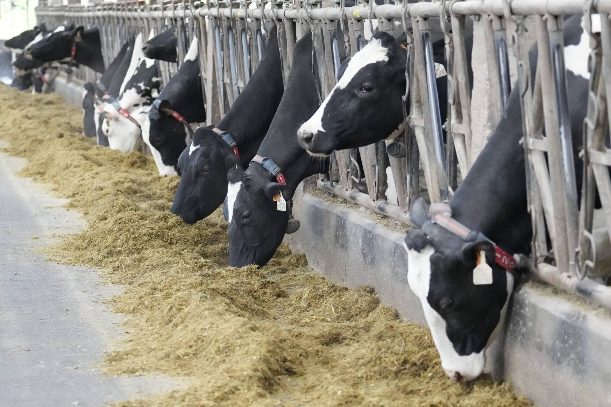 La industria láctea paraliza su actividad a partir de mañana por la huelga de transportes