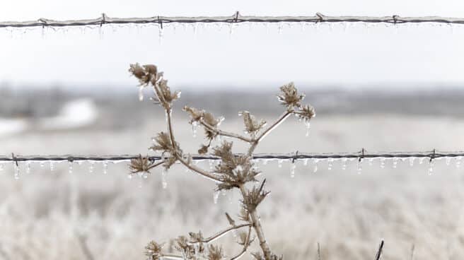 La nieve cubre alambres de púas y una flor después de que un frente frío ártico golpeó el norte de Texas