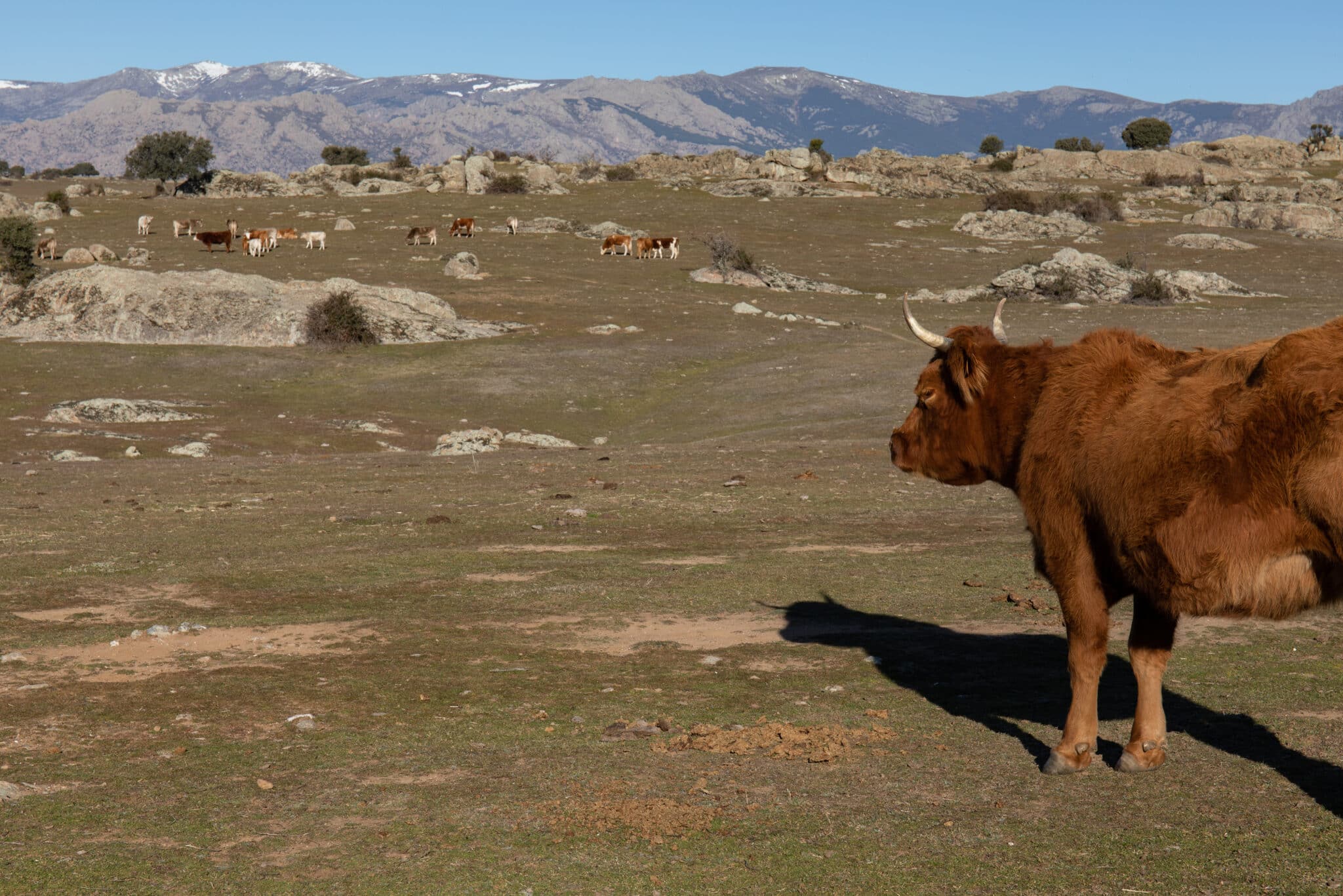 Varias vacas pastan en la ruta de la Dehesa de Navalvillar
