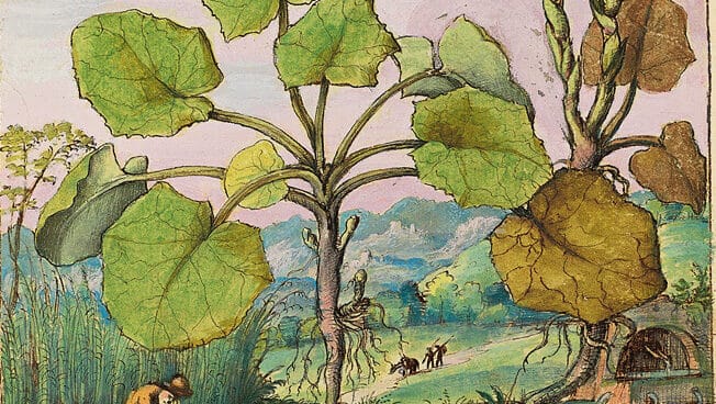 El Botánico exhibe copias de códices de plantas curativas de los siglos X-XVI El Botánico exhibe copias de códices de plantas curativas de los siglos X-XVI