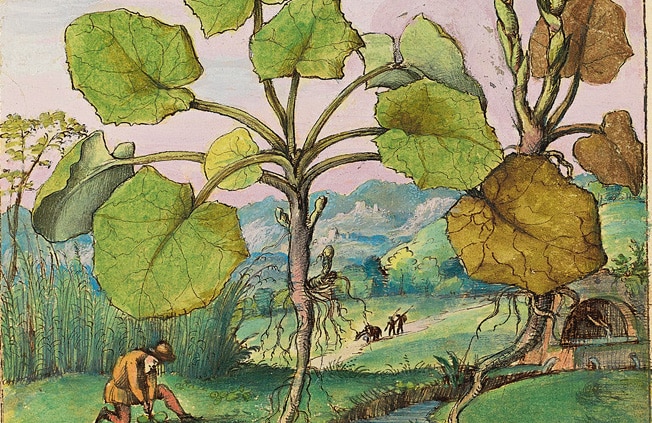 El Botánico exhibe copias de códices de plantas curativas de los siglos X-XVI
