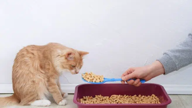 Tiendanimal tiene los mejores areneros para gatos con increíbles descuentos