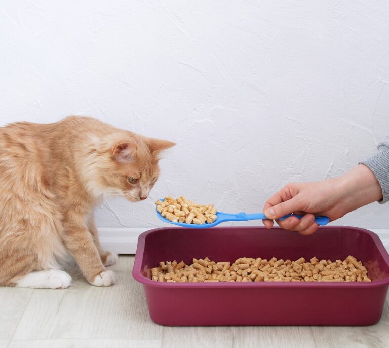 Tiendanimal tiene los mejores areneros para gatos con increíbles descuentos