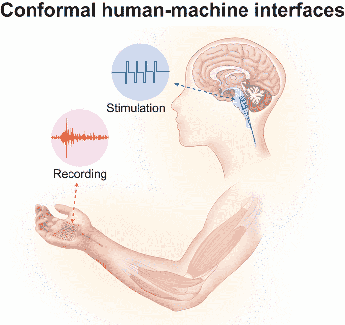 Esquema de cómo sería aplicado en humanos.