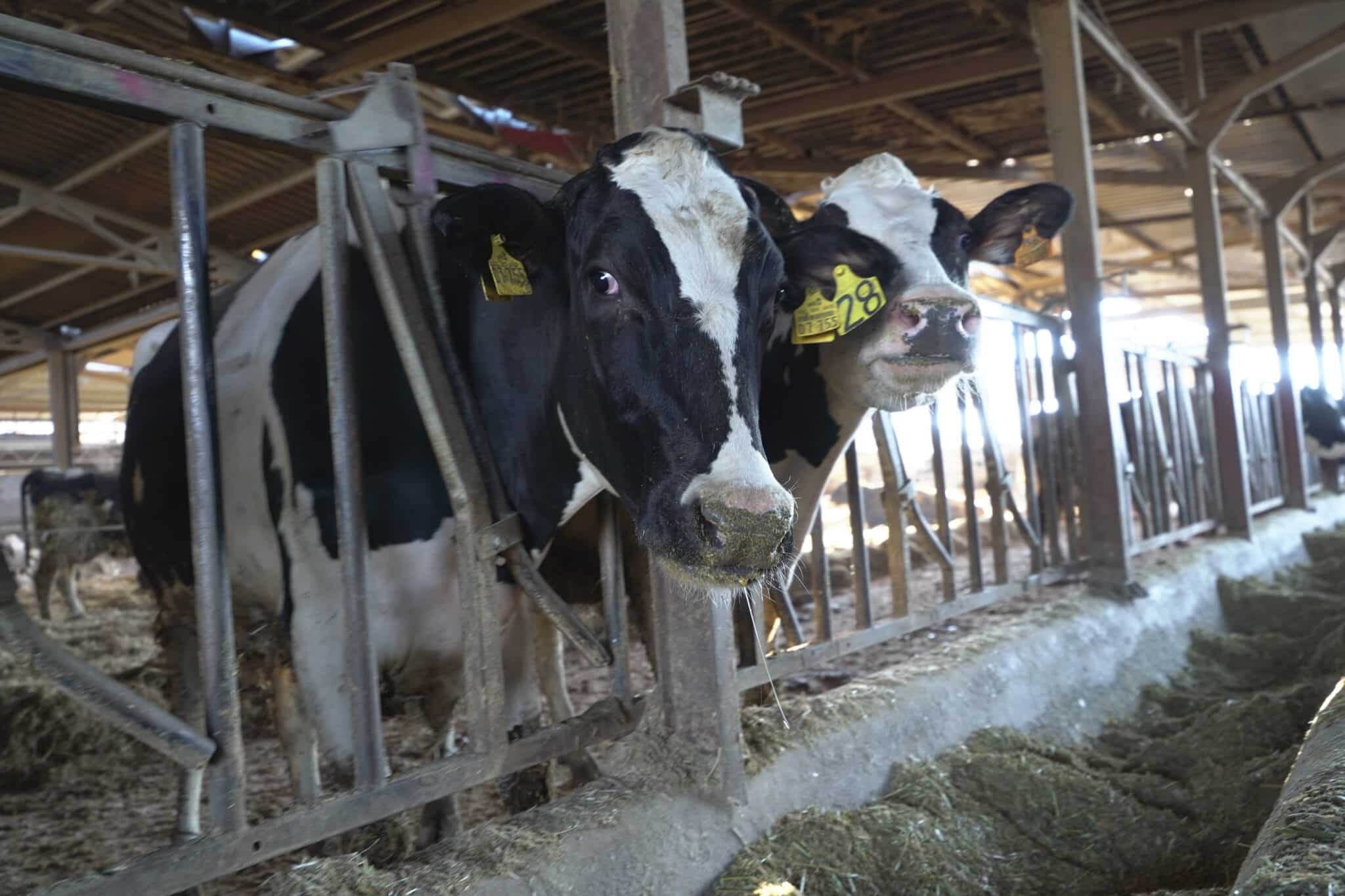 Dos vacas lecheras en una granja en Logroño, La Rioja.