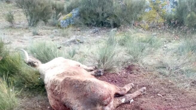 Vaca muerta en Cabeza de Framontana, Salamanca.