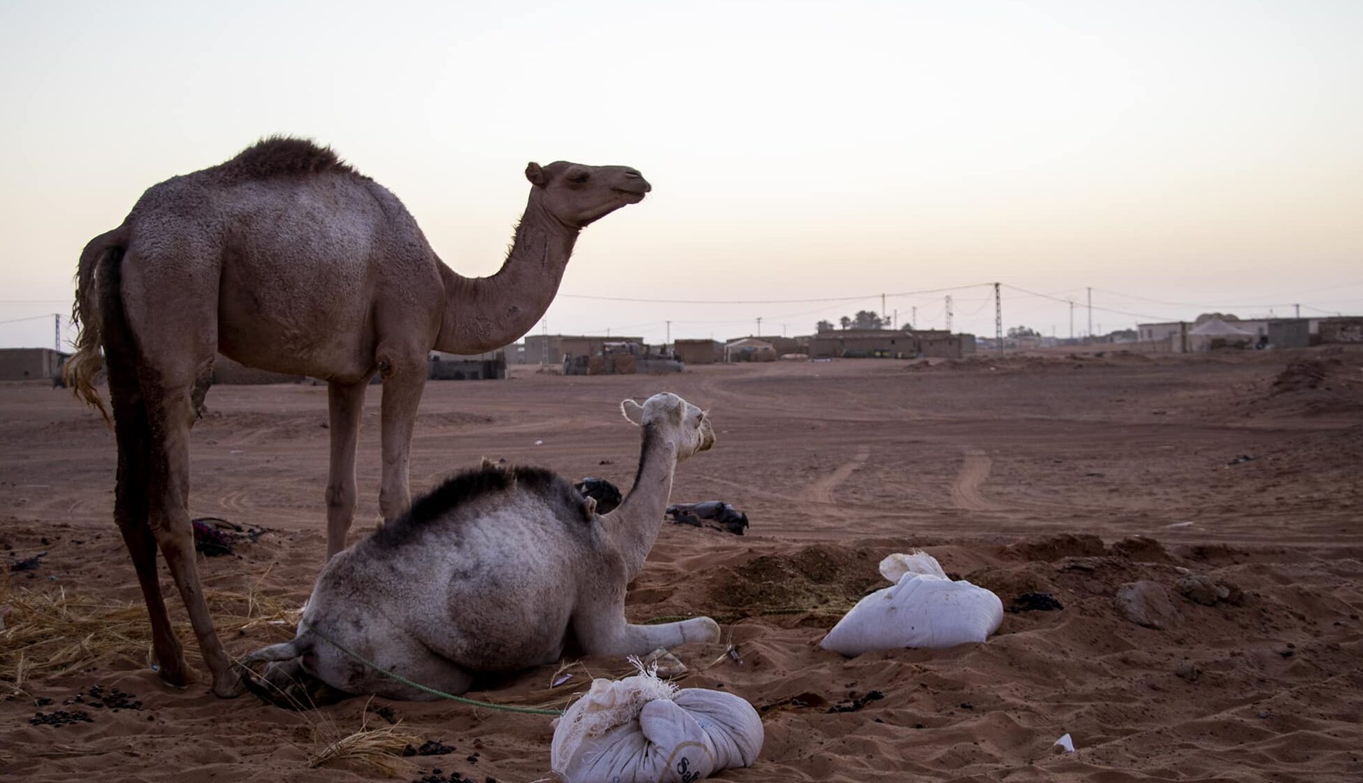 Camellos con los campamentos de refugiados saharauis al fondo.