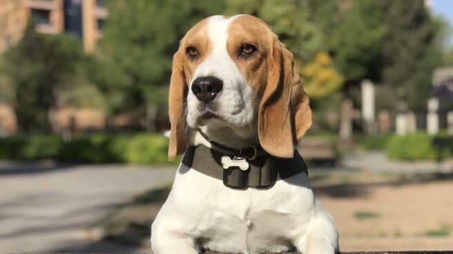 Un ejemplar de perro Beagle.