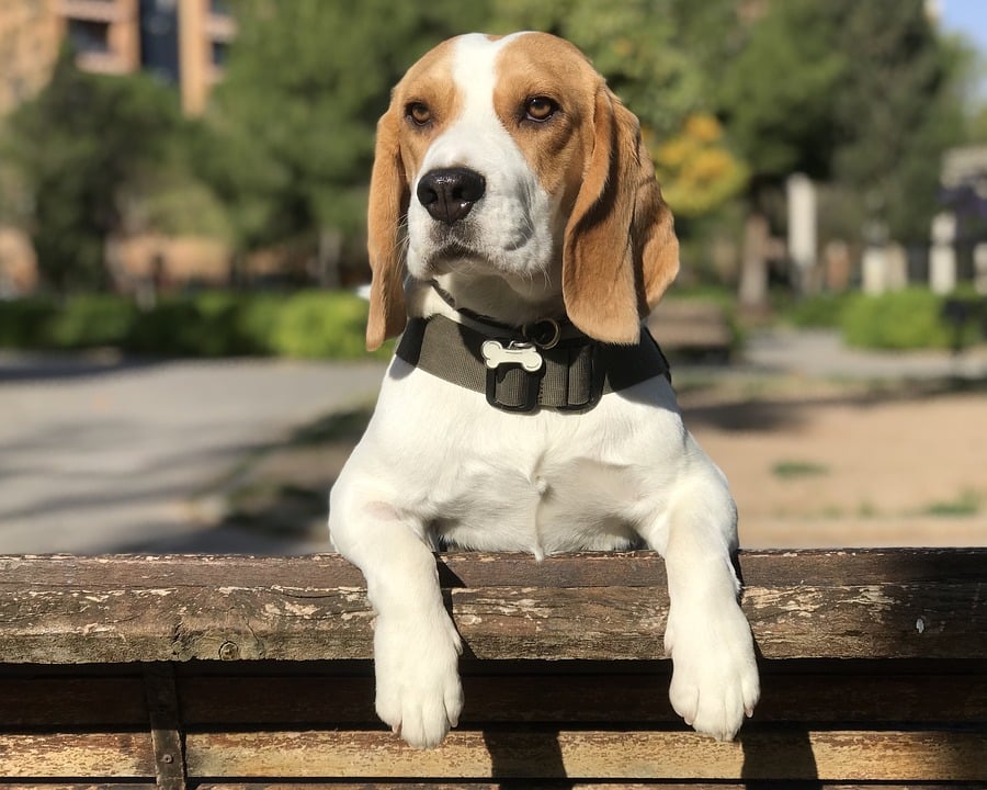 Un ejemplar de perro Beagle.