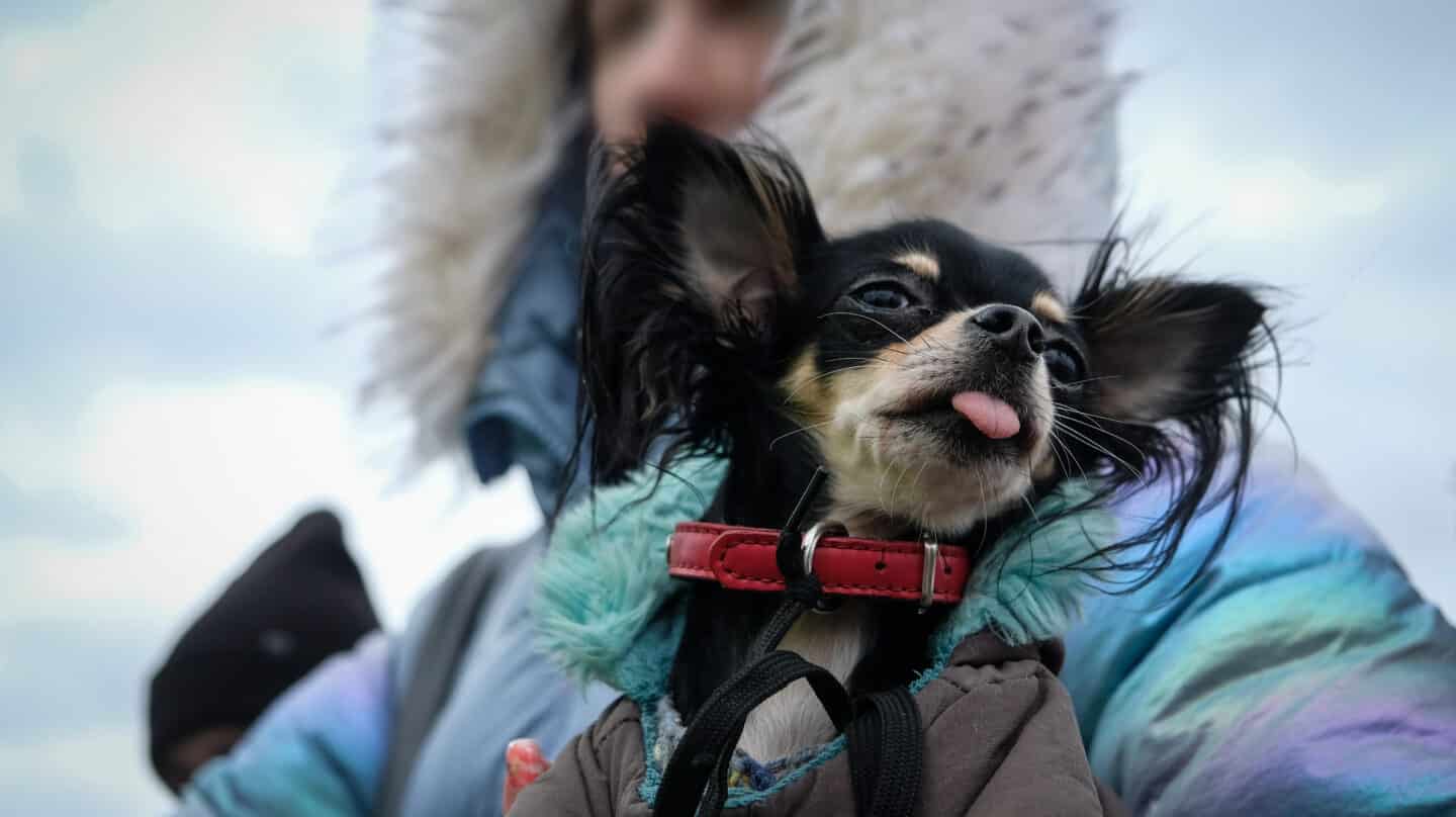 Una refugiada ucraniana cruza el paso de Medyka con su mascota