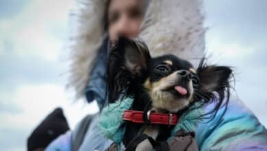 Al rescate de las mascotas en Ucrania: "Las esconden en los bolsillos por miedo a que se las quiten"