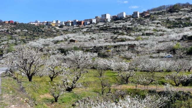 Cerezos en flor en el Valle del Jerte, Extremadura