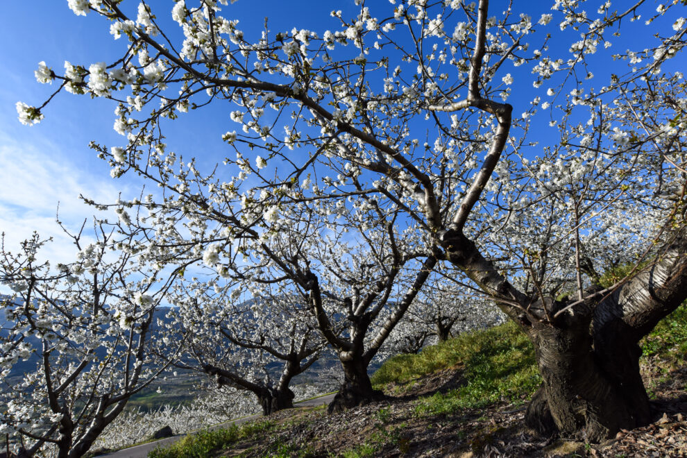 Los cerezos del Valle del Jerte en flor