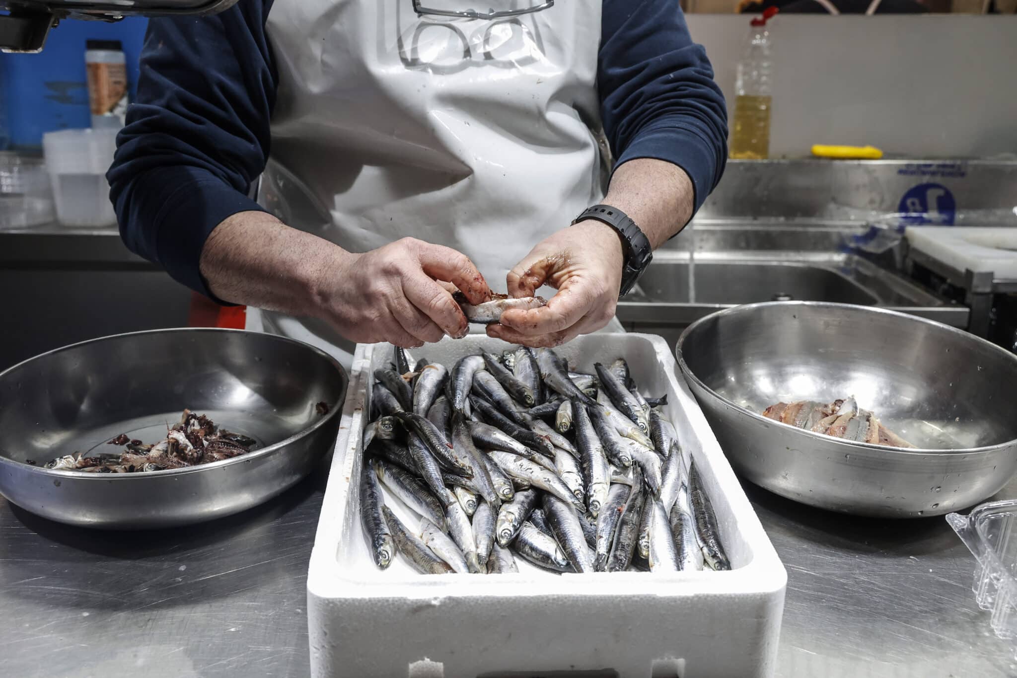 Hallan plastificantes en sardinas, boquerones y merluzas del mar Mediterráneo