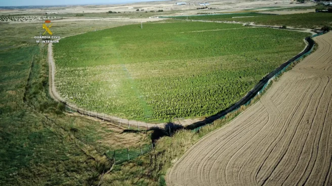 Plantación de marihuana desmantelada la Guardia Civil en octubre en Huerta de Valdecarábanos (Toledo).