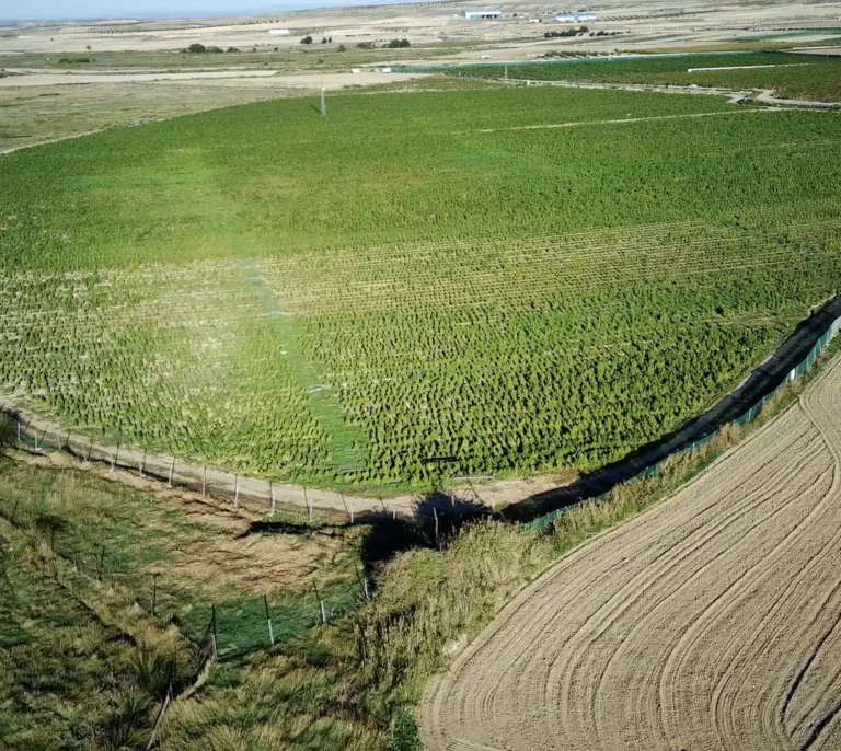Interior ya incauta más plantaciones de marihuana de las que es capaz de destruir