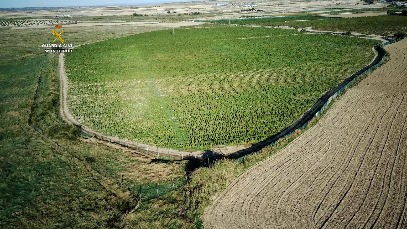 Plantación de marihuana desmantelada la Guardia Civil en octubre en Huerta de Valdecarábanos (Toledo).