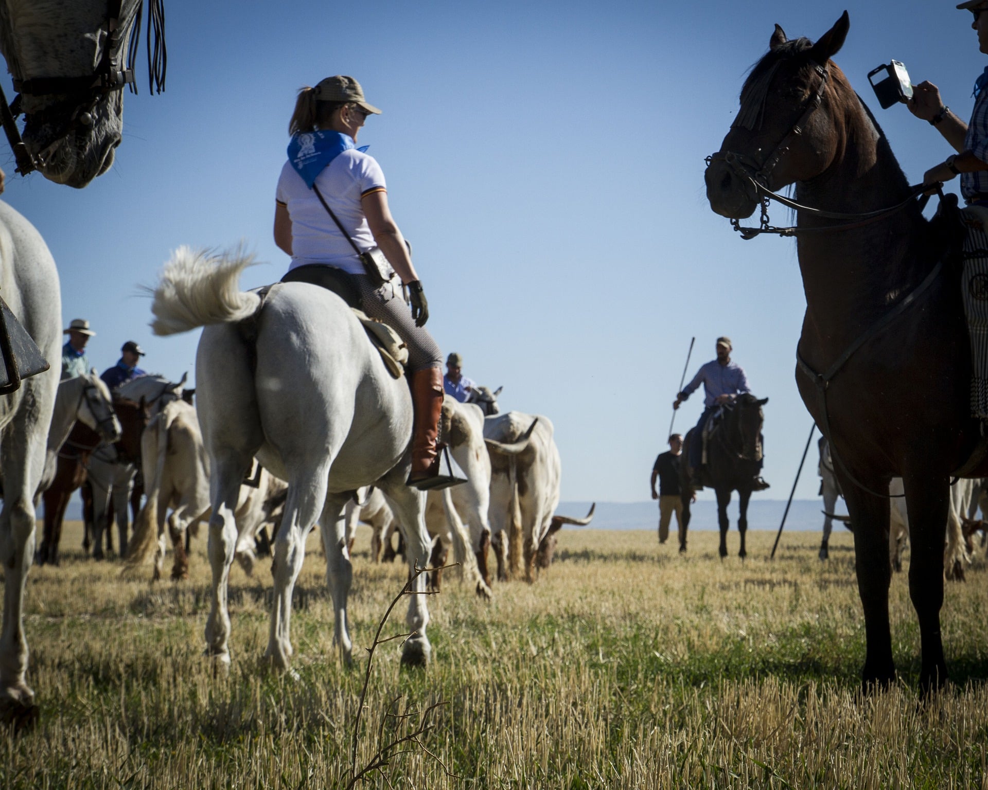 Caballos antes de un encierro