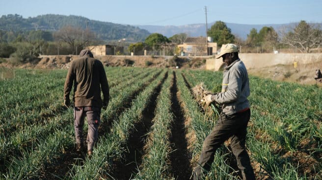 Varios agricultores recolectan 'calçots' en una plantación de Maspujols, Tarragona.