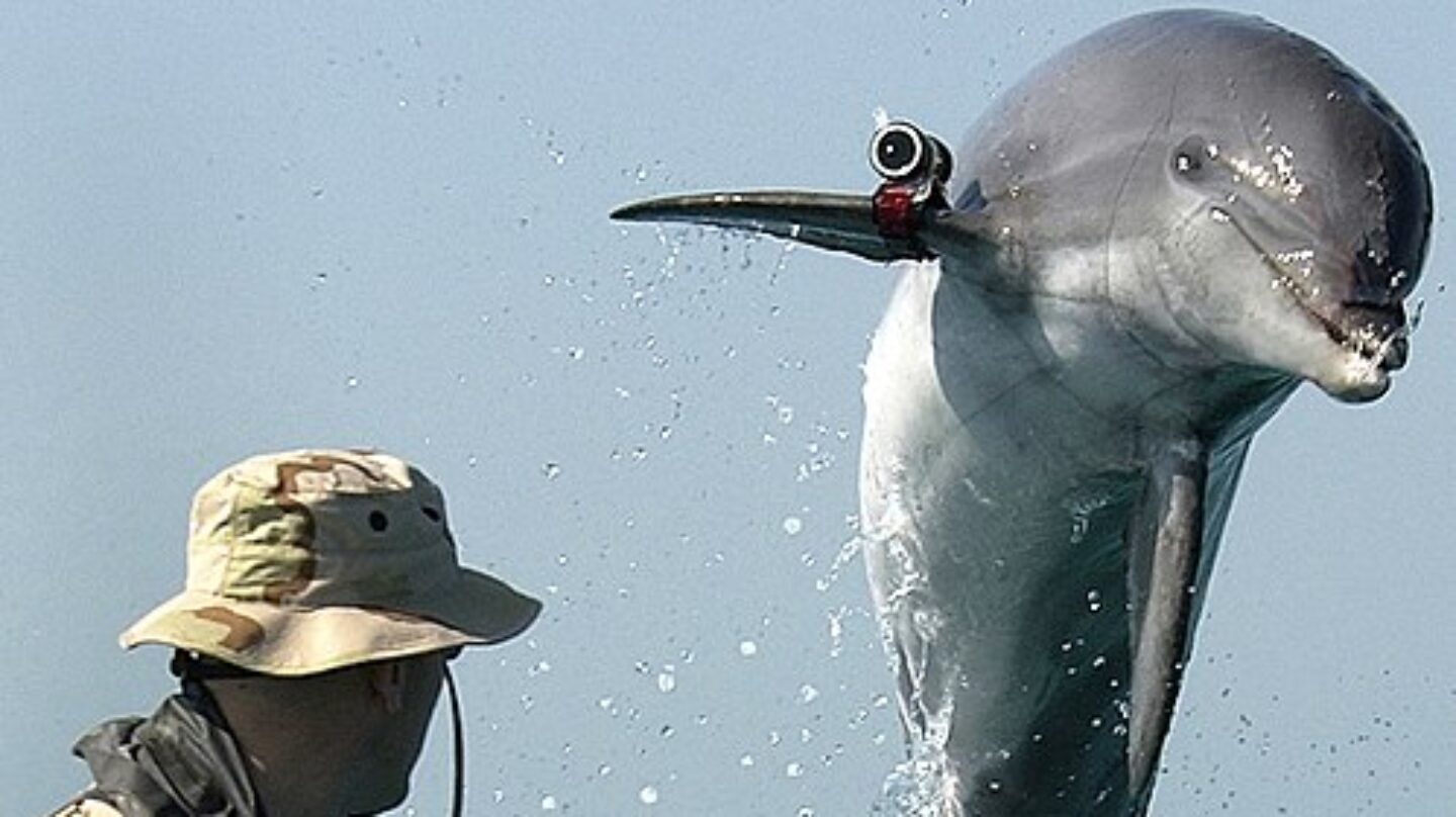 Delfines contra buceadores y ballenas espía: los mamíferos que protegen a  Estados Unidos y Rusia desde los años 60