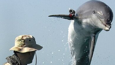 Delfines contra buceadores y ballenas espía: los mamíferos que protegen a Estados Unidos y Rusia desde los años 60