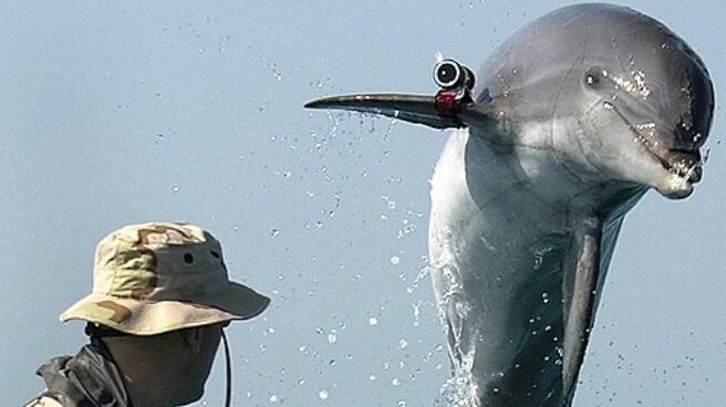 Un delfín de la marina norteamericana, durante unos ejercicios en el golfo pérsico en el año 2003.