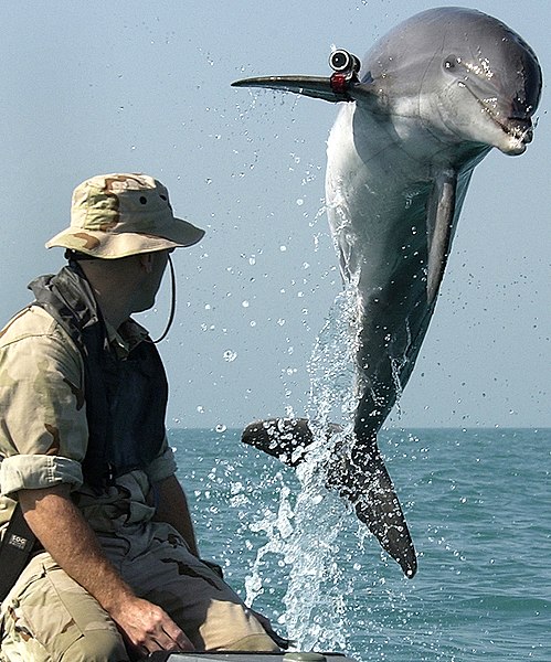 Un delfín de la marina norteamericana, durante unos ejercicios en el golfo pérsico en el año 2003.