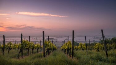 Las Denominaciones de Origen de vino más pequeñas pero mejor valoradas de España