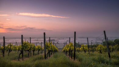 Las Denominaciones de Origen de vino más pequeñas pero mejor valoradas de España