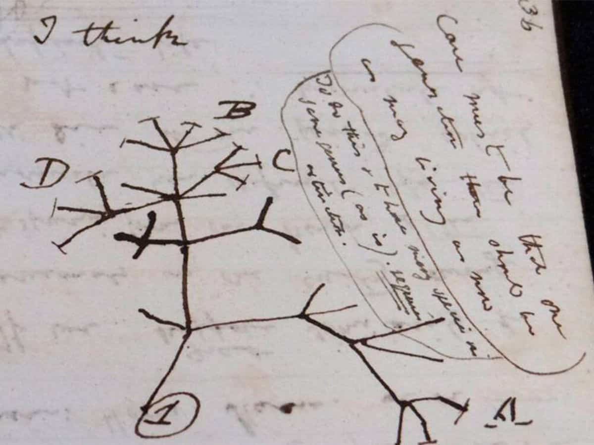 'El arbol de la vida' de Darwin, recuperado por la Universidad de Cambridge