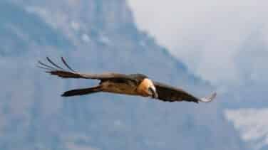 Hallan muerto a un quebrantahuesos liberado en 2019 en Picos de Europa